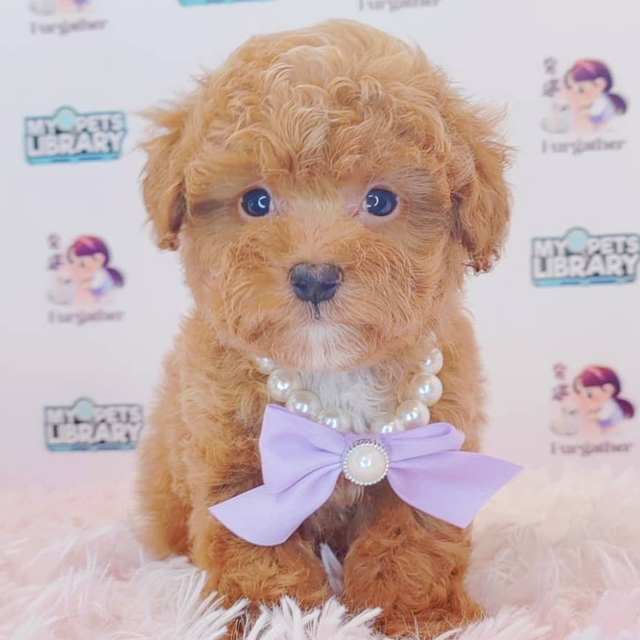 Tiny Poodle Puppy (Male) For Sale