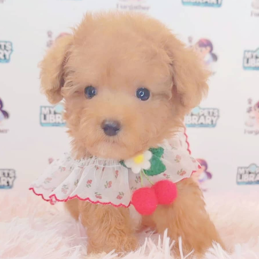 Maltipoo Puppy (Male) For Sale