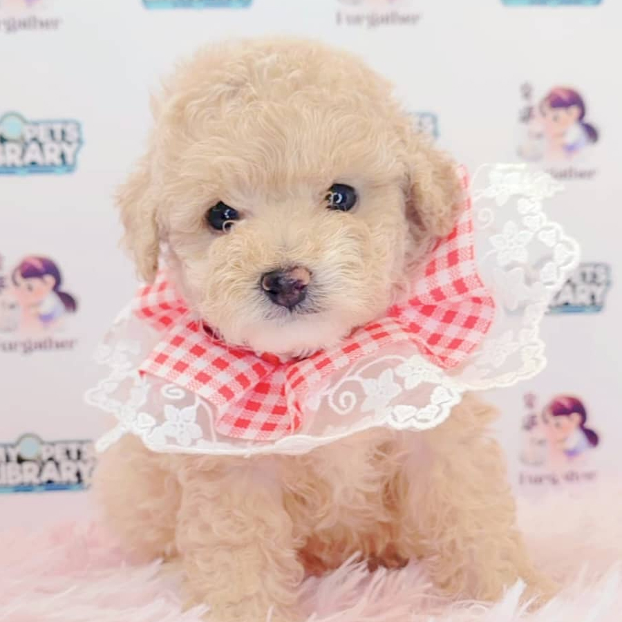 Maltipoo Puppy (Male) For Sale