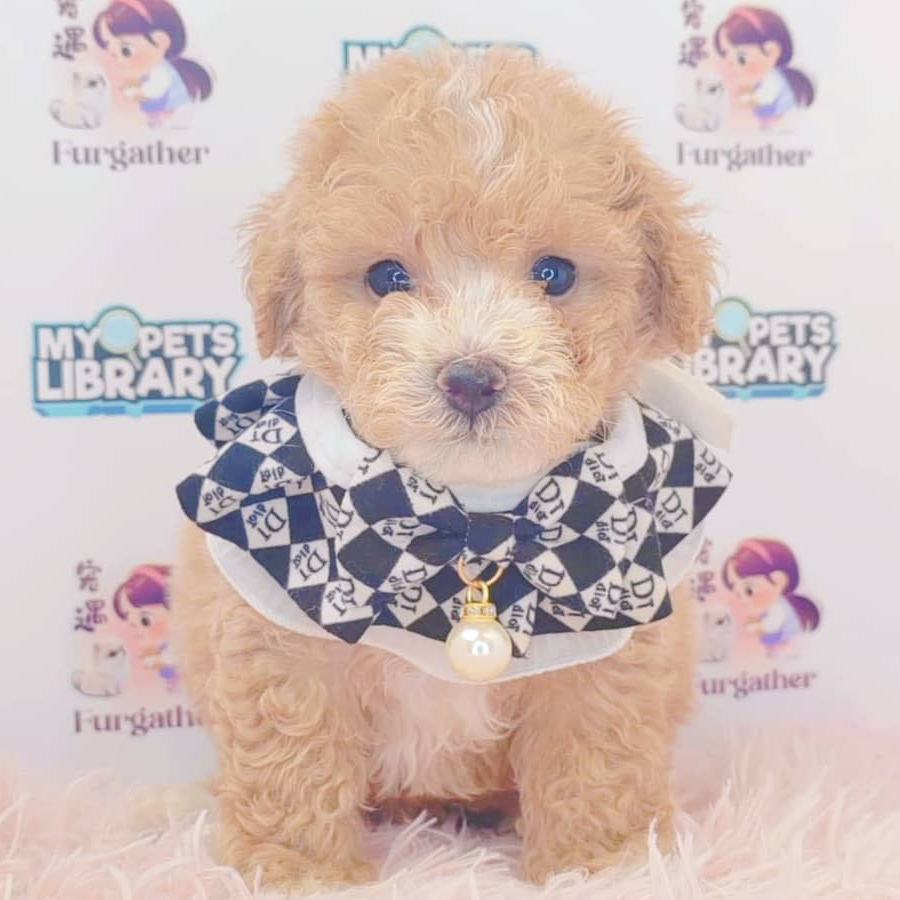 Maltipoo Puppy (Male) For Sale
