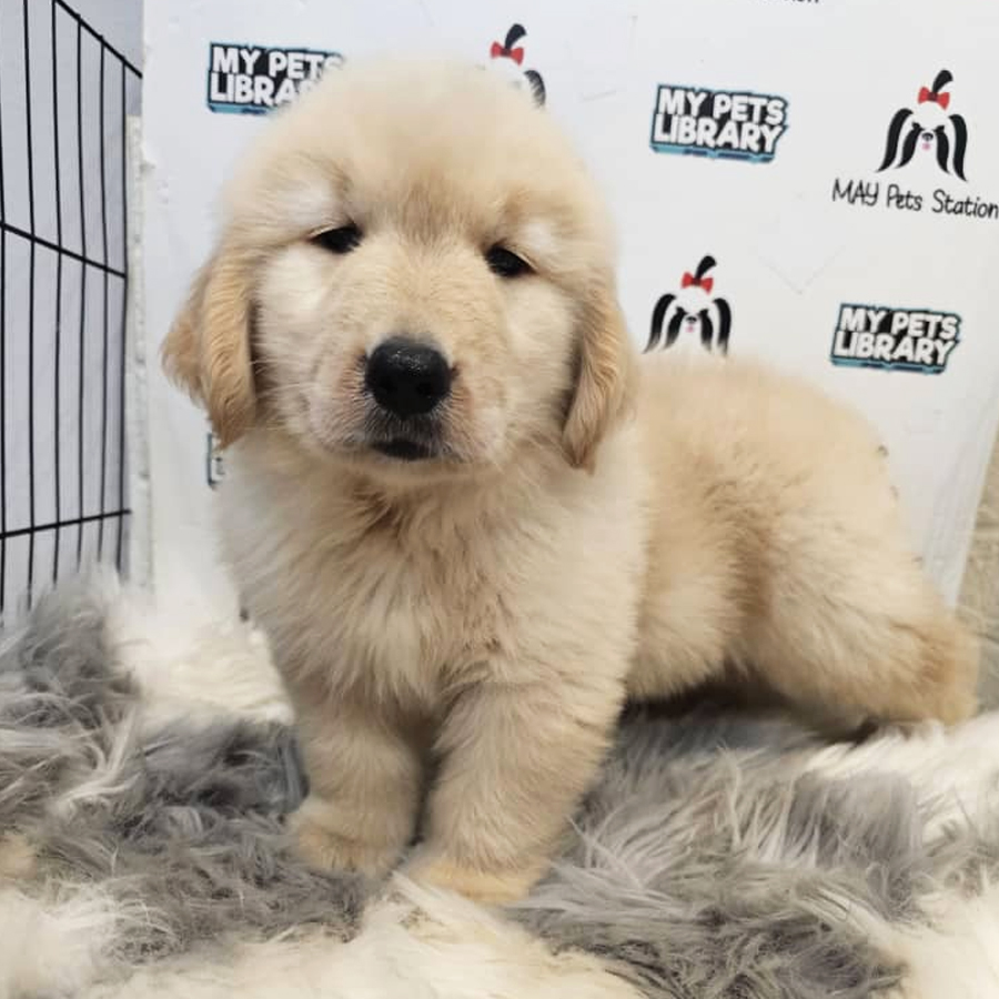 Golden Retriever Puppy (Male) For Sale