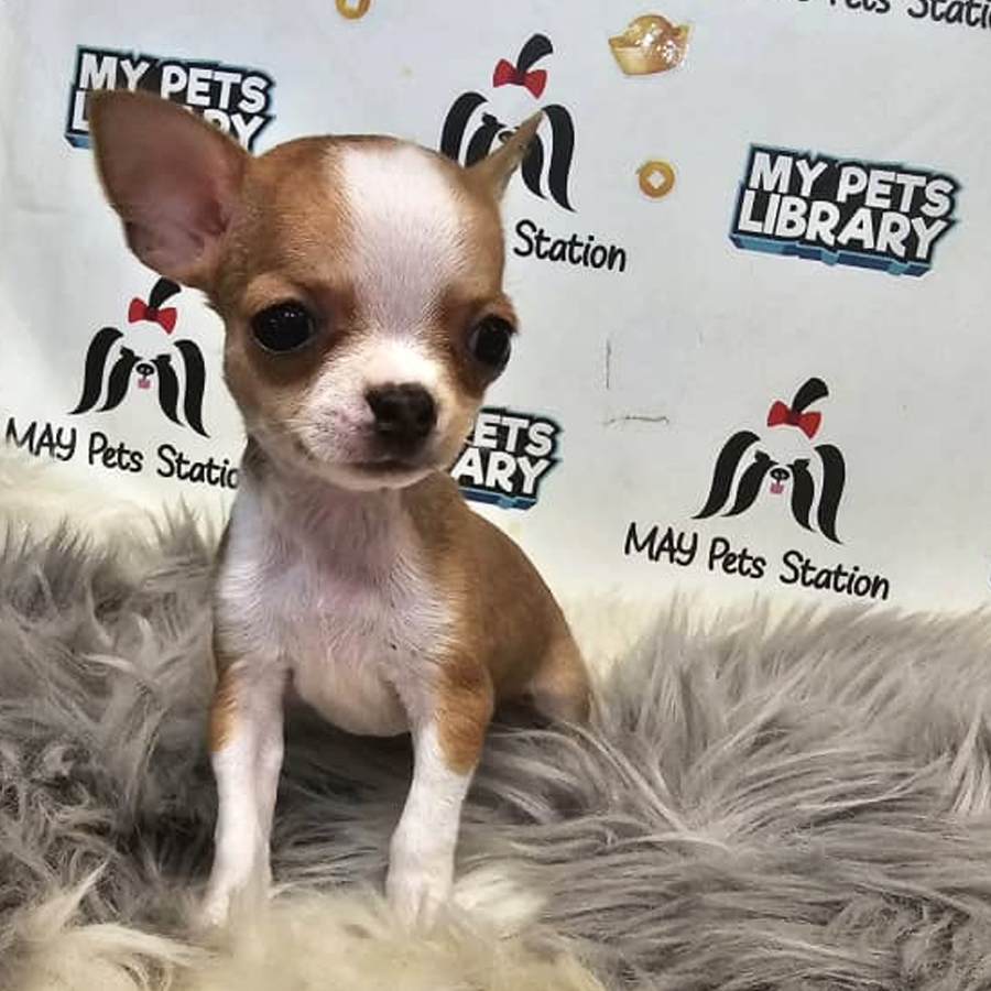 Chihuahua Puppy (Female) For Sale