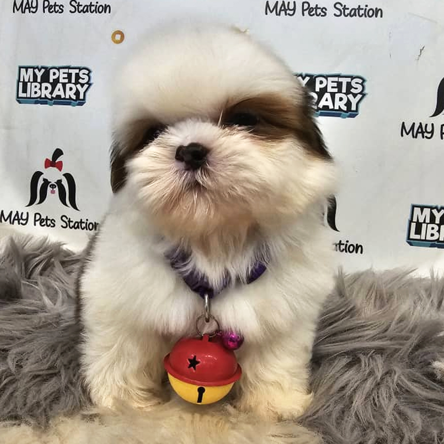 Shih Tzu Puppy (Female) For Sale