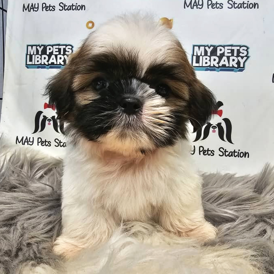Shih Tzu Puppy (Male) For Sale