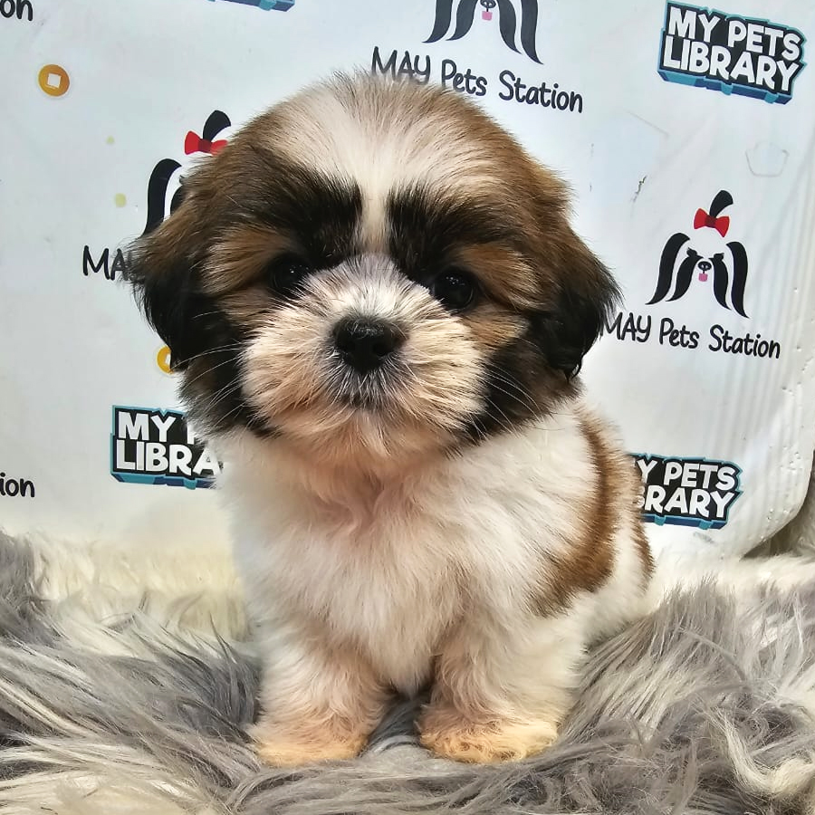 Shih Tzu Puppy (Female) For Sale