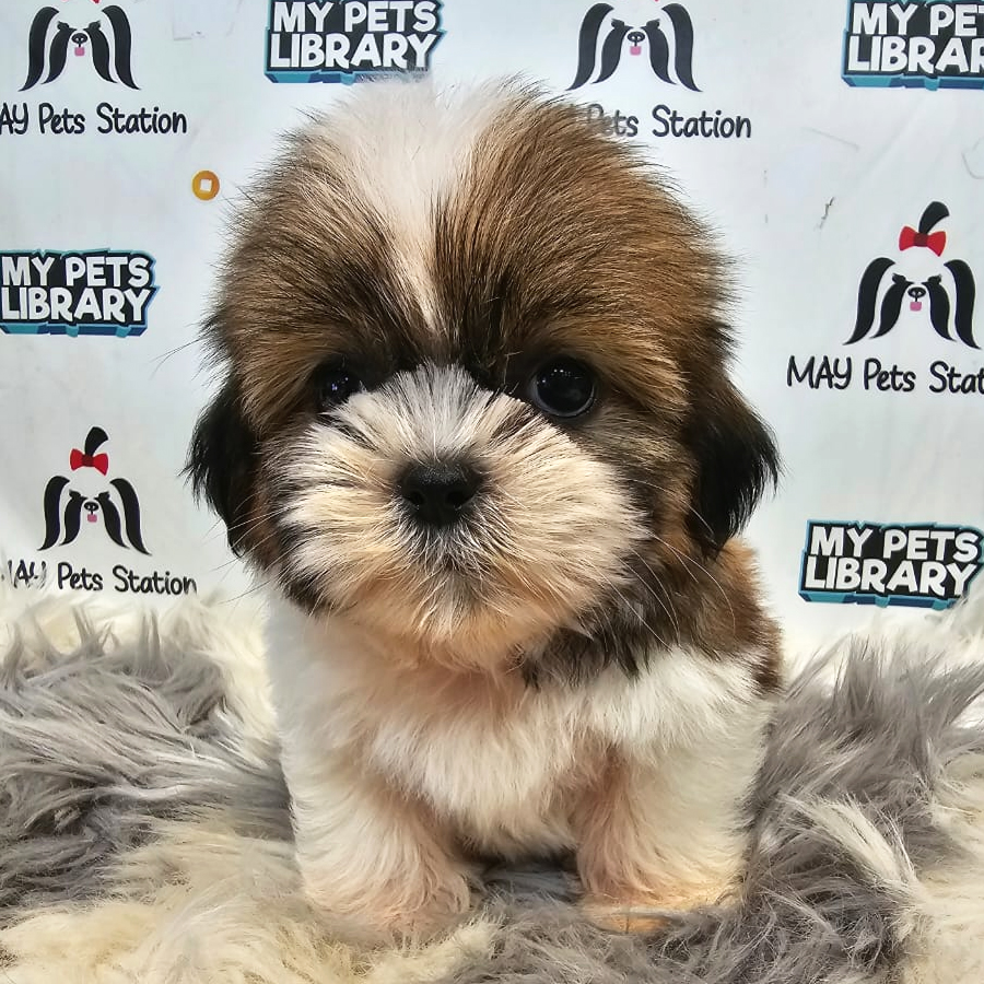 Shih Tzu Puppy (Female) For Sale