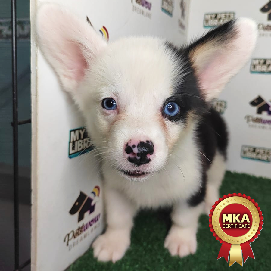 MKA Welsh Corgi Puppy (Female) For Sale
