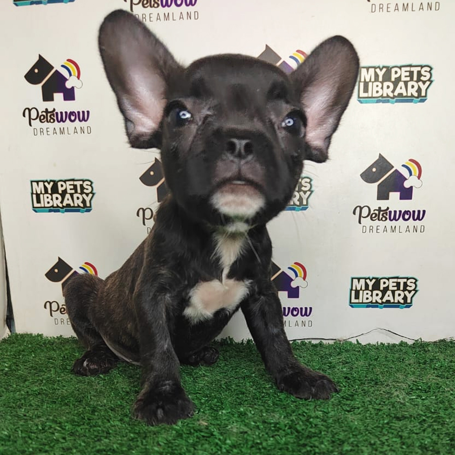 French Bulldog Puppy (Male) For Sale