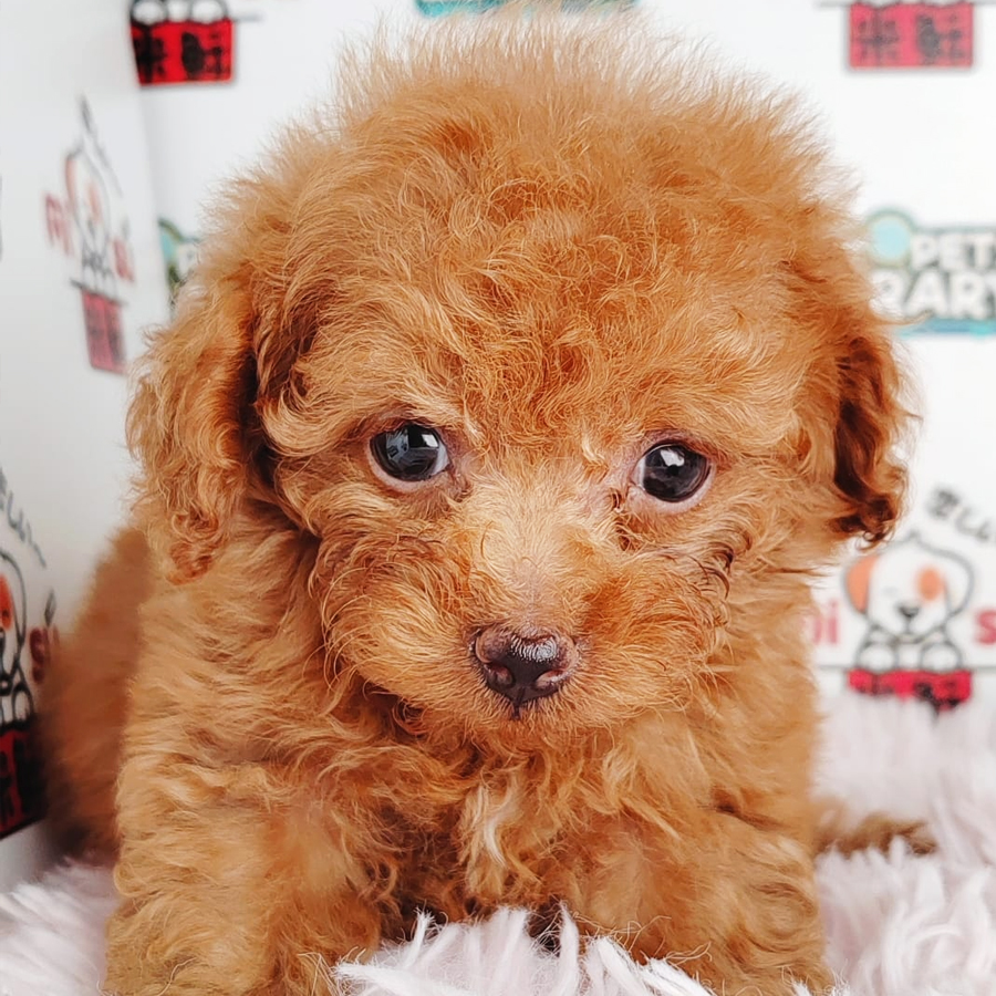 Tiny Poodle Puppy (Female) For Sale