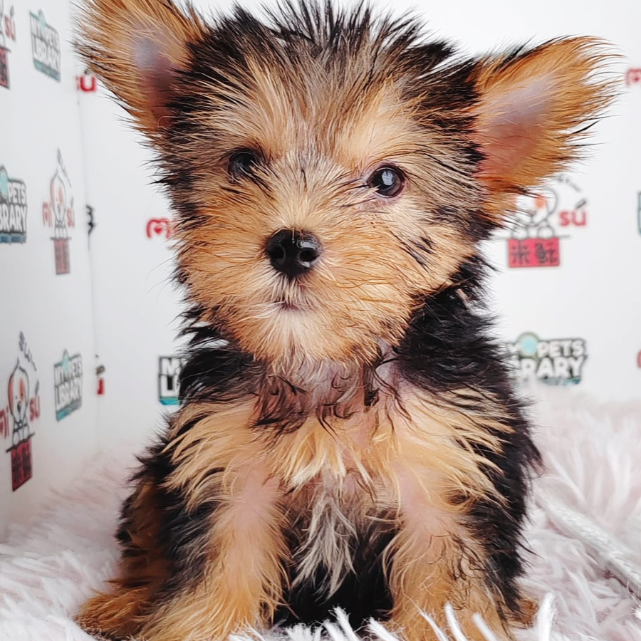 Silky Terrier Puppy (Male) For Sale
