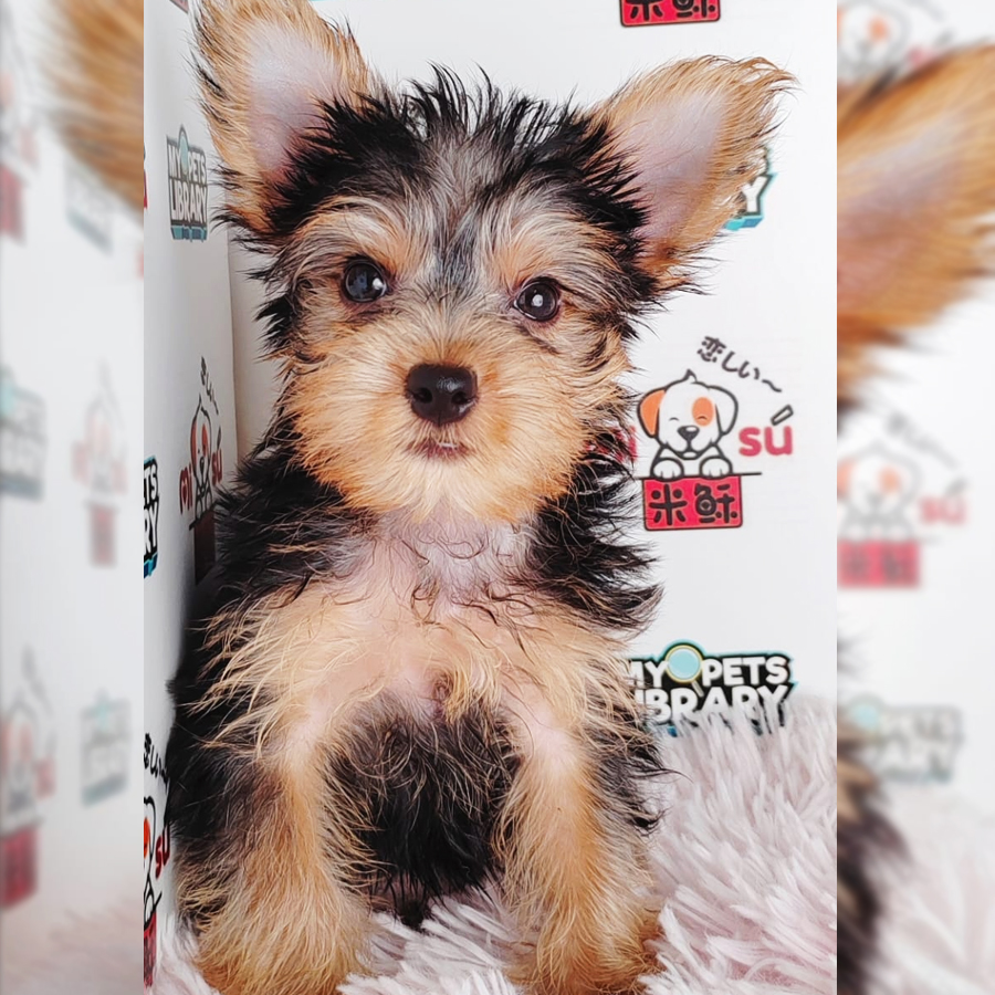 Silky Terrier Puppy (Male) For Sale
