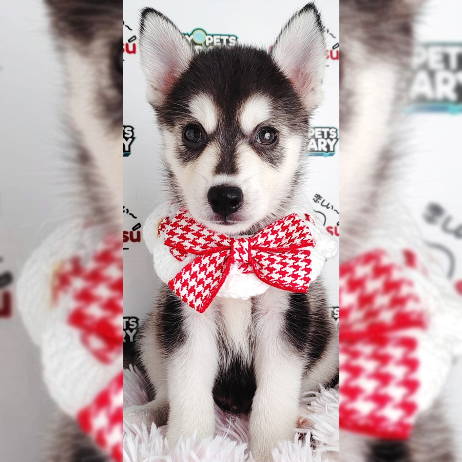 Siberian Husky Puppy (Male) For Sale