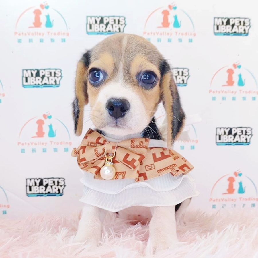 Beagle Puppy (Female) For Sale