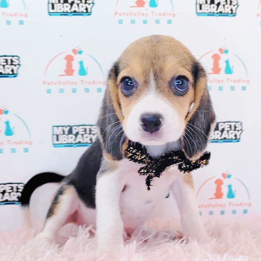 Beagle Puppy (Male) For Sale