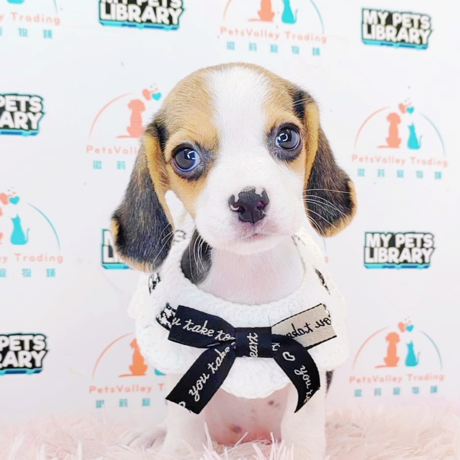 Beagle Puppy (Female) For Sale