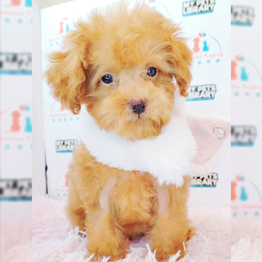 Toy Poodle Puppy (Male) For Sale