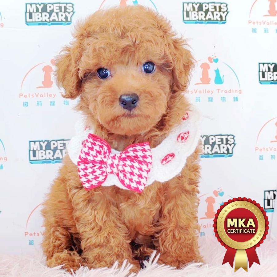 MKA Toy Poodle Puppy (Male) For Sale