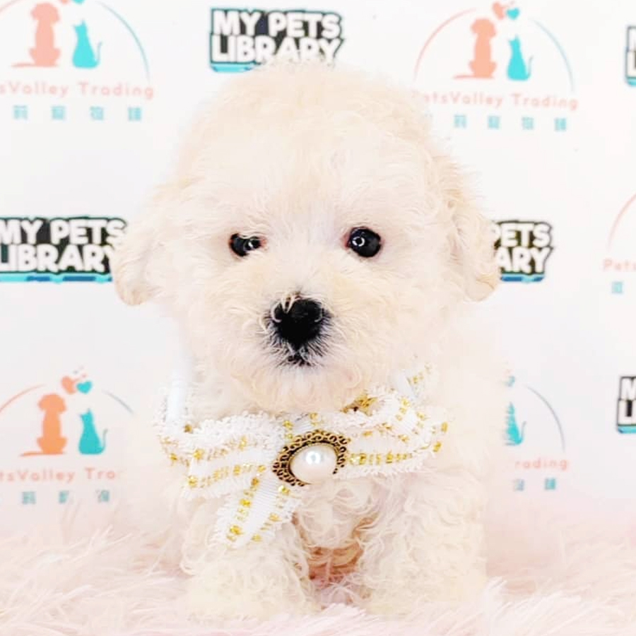 Toy Poodle Puppy (Male) For Sale