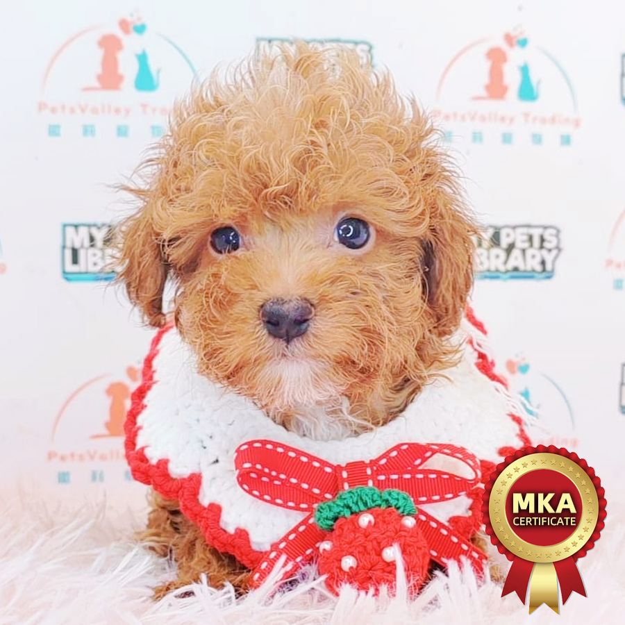 MKA Toy Poodle Puppy (Male) For Sale