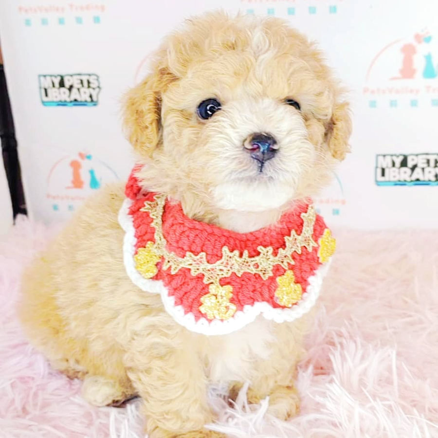 Toy Poodle Puppy (Male) For Sale