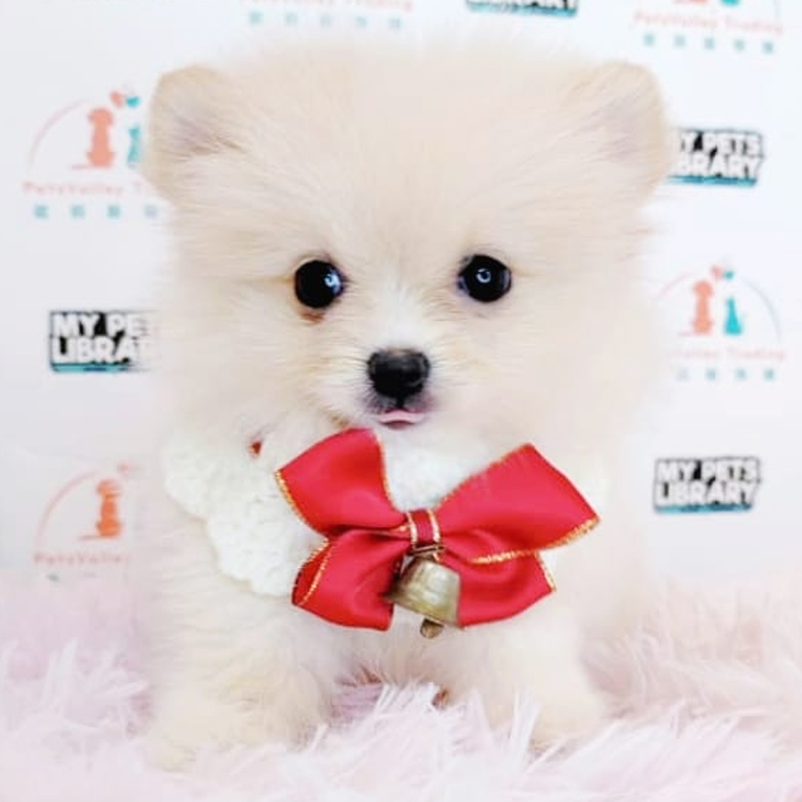 Pomeranian Puppy (Male) For Sale
