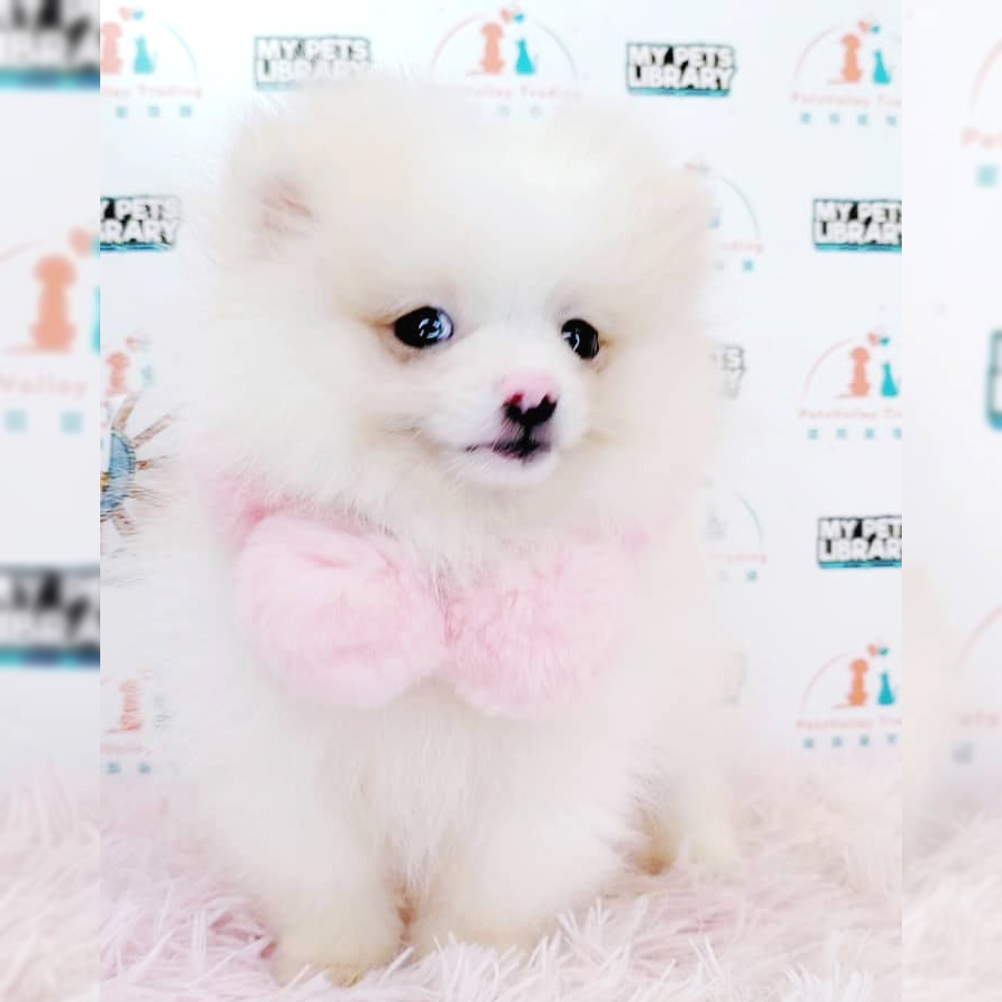 Pomeranian Puppy (Female) For Sale