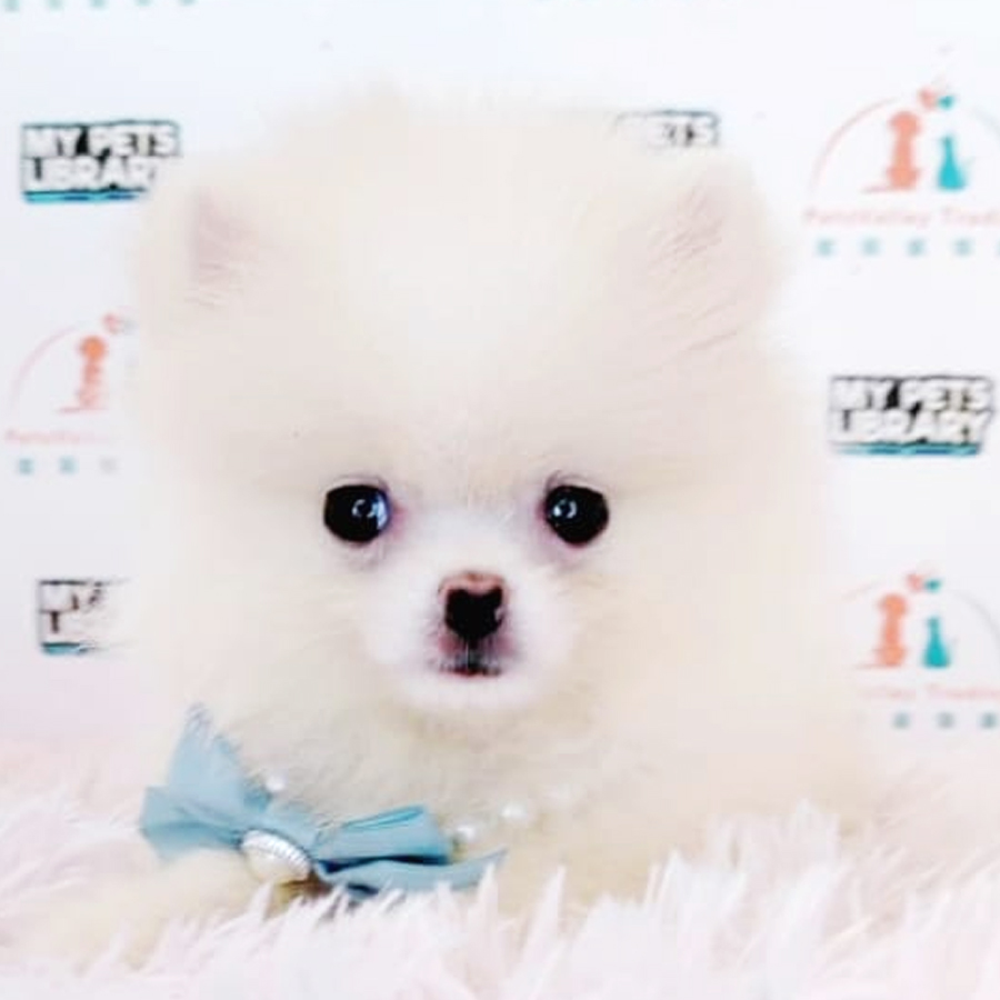 Tiny Pomeranian Puppy (Female) For Sale