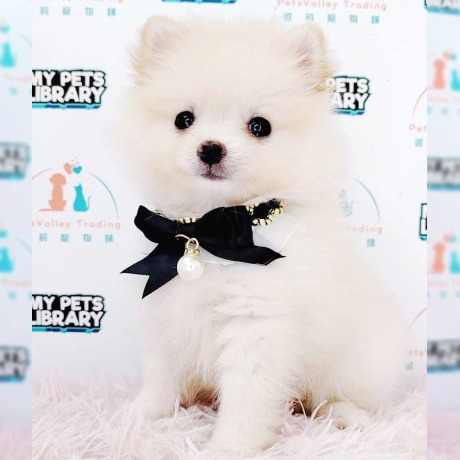 Tiny Pomeranian Puppy (Female) For Sale