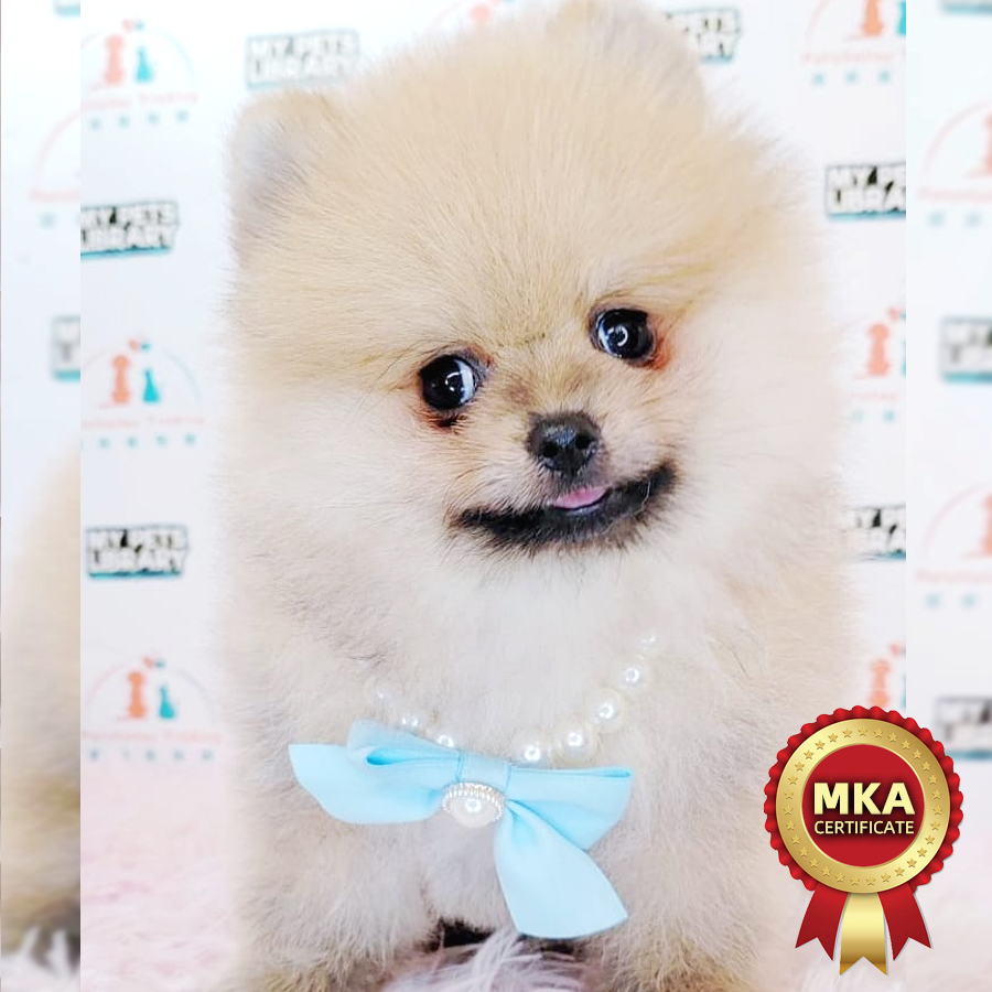 MKA Tiny Pomeranian Puppy (Male) For Sale