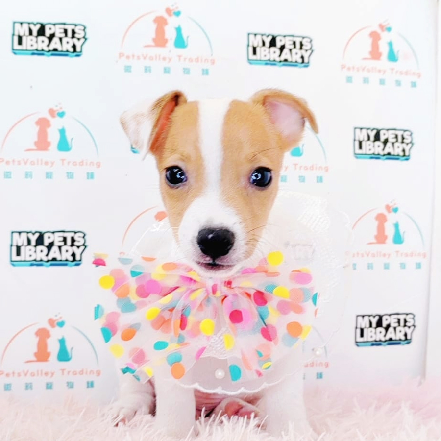 Jack Russell Puppy (Male) For Sale