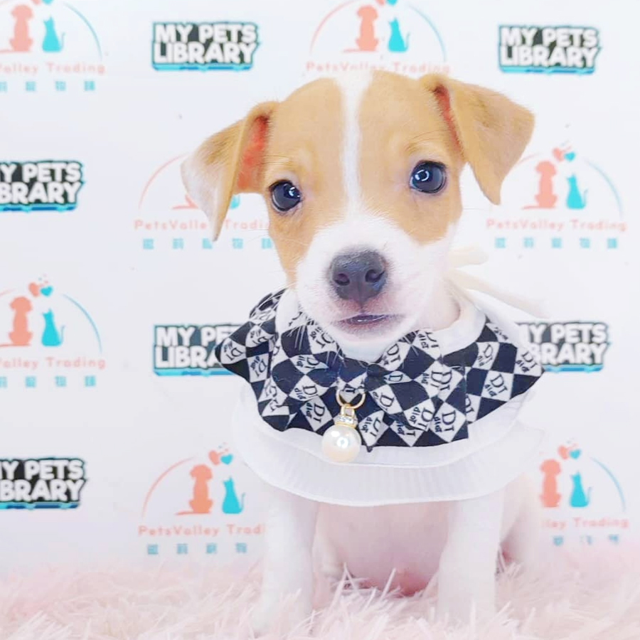 Jack Russell Puppy (Male) For Sale