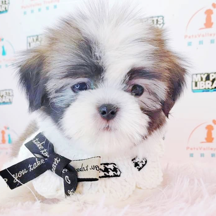 Shih Tzu Puppy (Female) For Sale