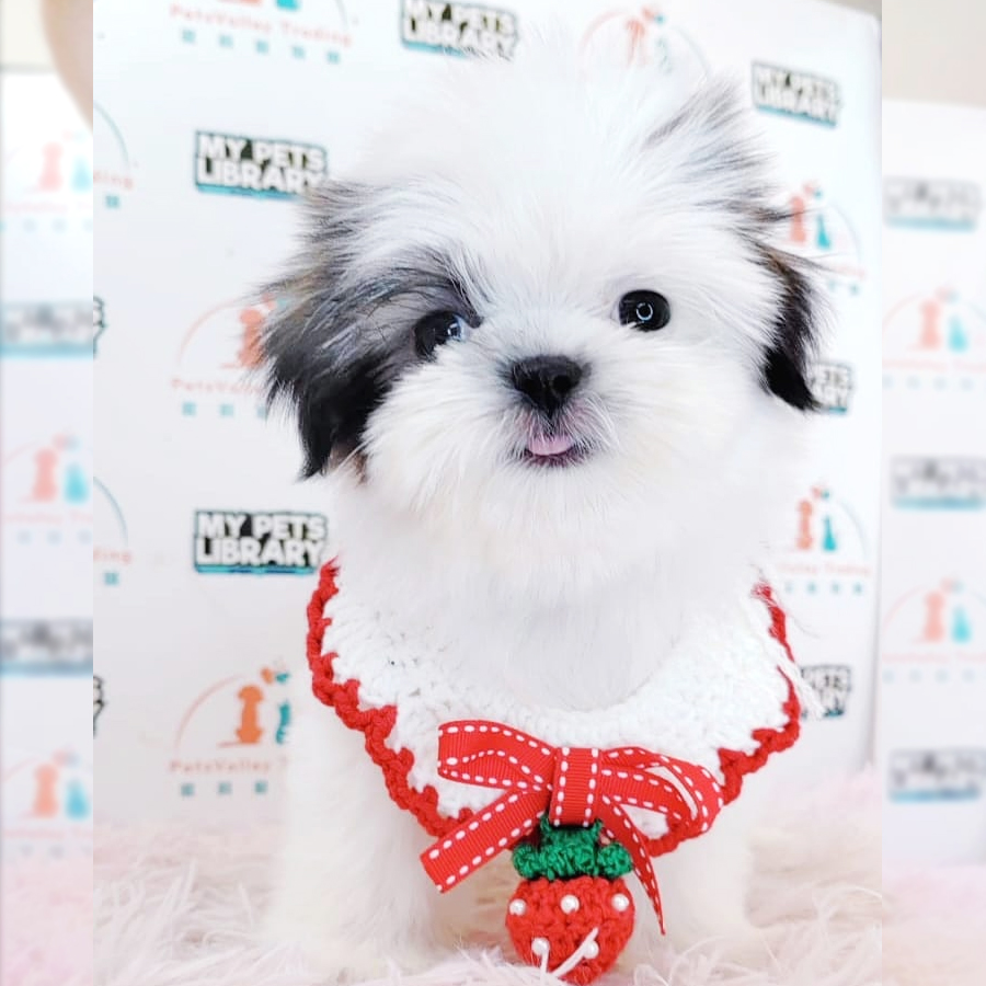 Shih Tzu Puppy (Female) For Sale