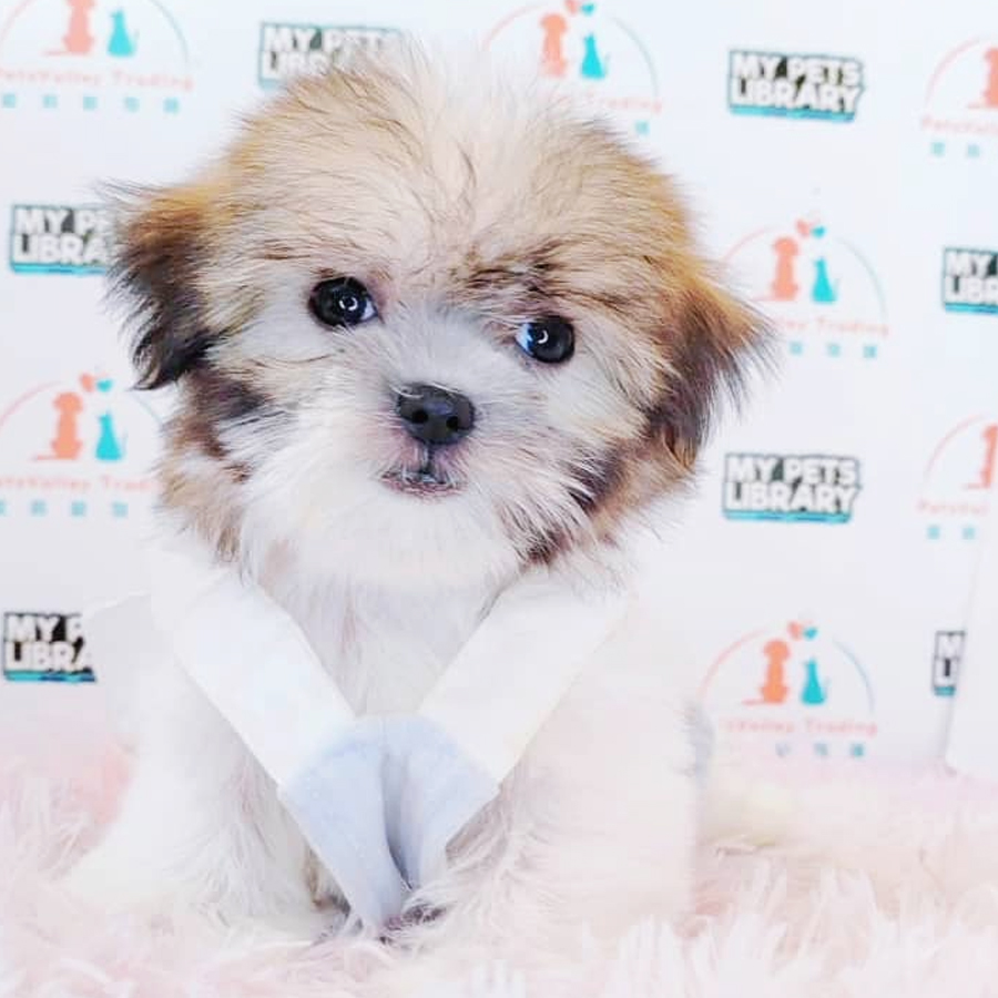 Shih Tzu Puppy (Female) For Sale