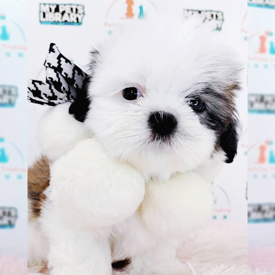 Shih Tzu Puppy (Male) For Sale