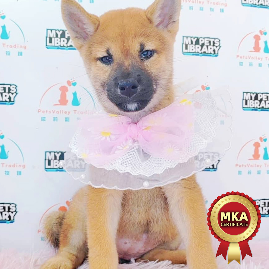 MKA Shiba Inu Puppy (Female) For Sale