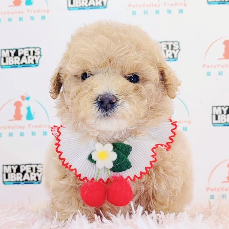 Tiny Poodle Puppy (Male) For Sale