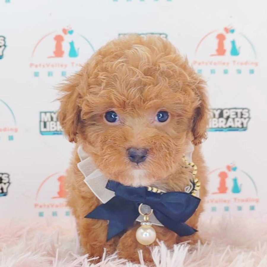Tiny Poodle Puppy (Male) For Sale