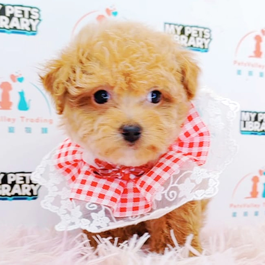 Teacup Poodle Puppy (Female) For Sale