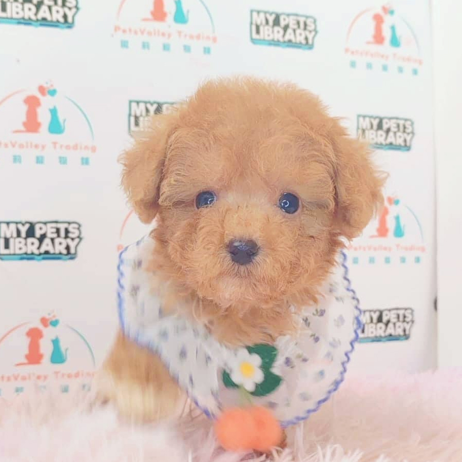 Maltipoo Puppy (Male) For Sale