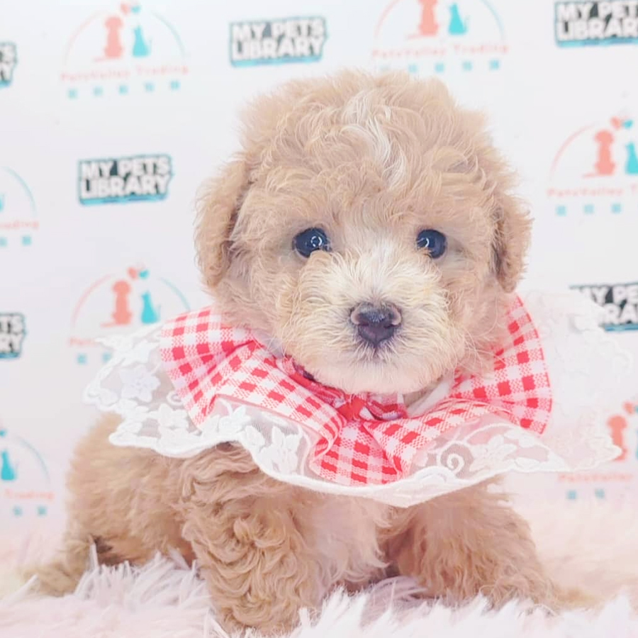 Maltipoo Puppy (Male) For Sale