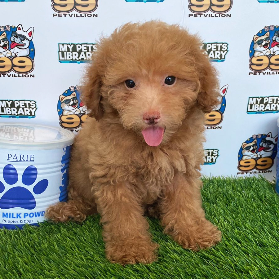 Toy Poodle Puppy (Male) For Sale