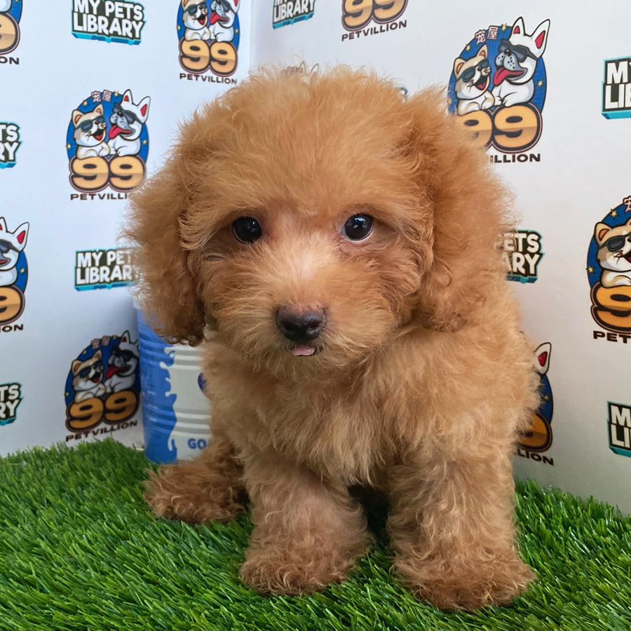 Toy Poodle Puppy (Male) For Sale