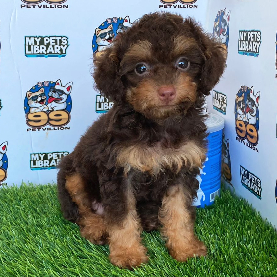 Toy Poodle Puppy (Female) For Sale