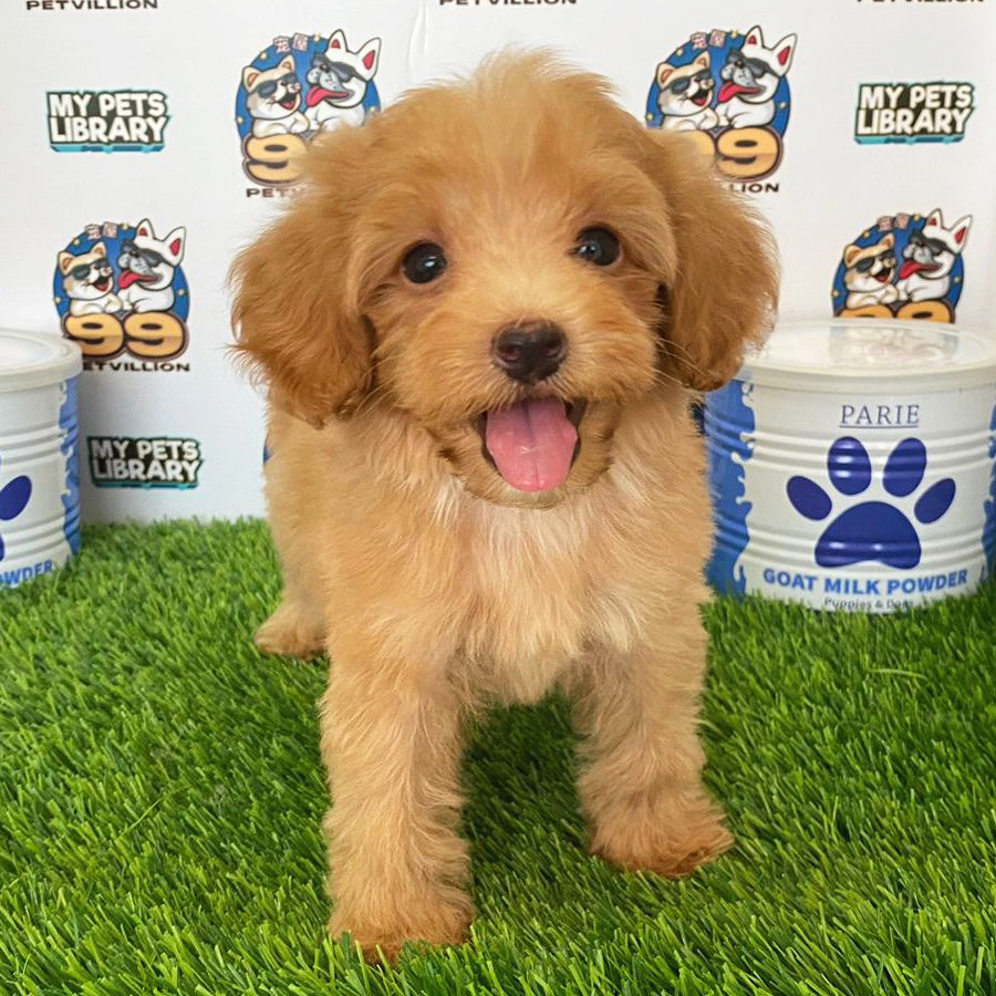 Toy Poodle Puppy (Male) For Sale