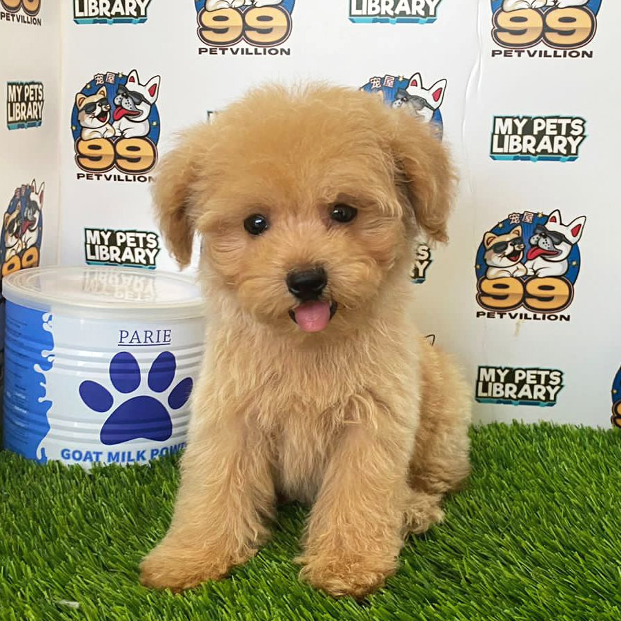 Toy Poodle Puppy (Male) For Sale