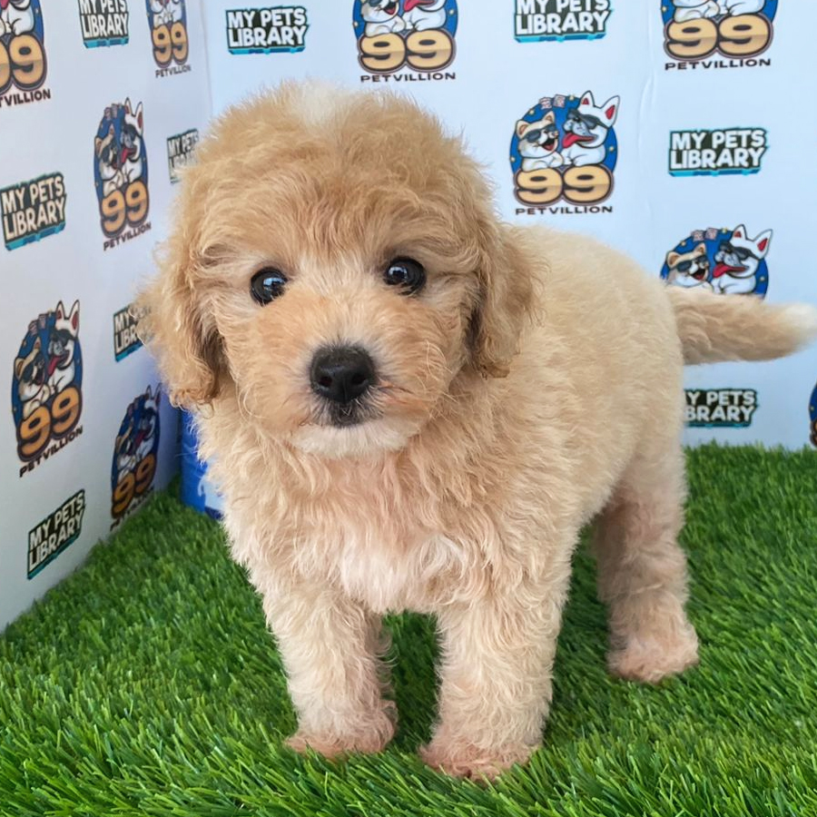 Toy Poodle Puppy (Male) For Sale