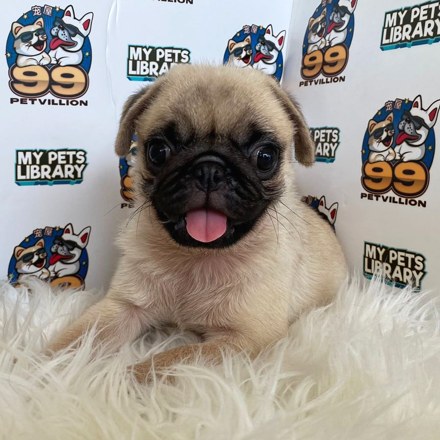 Pug Puppy (Male) For Sale
