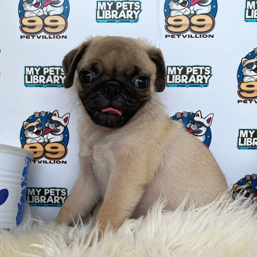 Pug Puppy (Male) For Sale