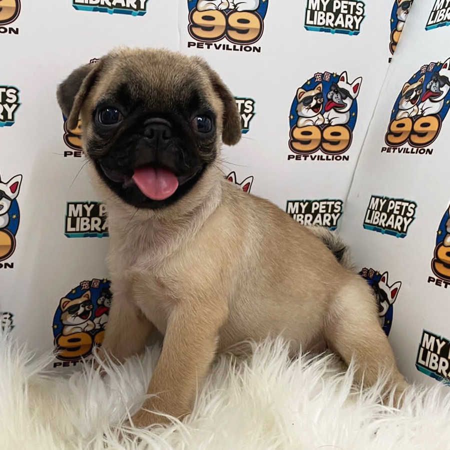 Pug Puppy (Female) For Sale